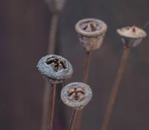 Cápsulas de eucalipto secas con tallos para decoración floral rústica del hogar