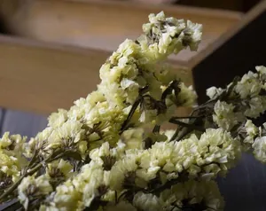 Dried yellow Myosotis flowers in vintage wooden box for home decor and DIY bouquets