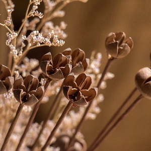 Baccello Di Semi Di Kaikouxiao Essiccato Naturale Con Gambo In Metallo Composizione Floreale Arredamento Casa Retrò