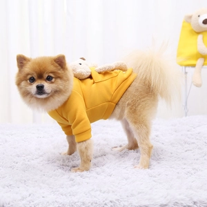 Close-up of yellow pet hoodie with 3D teddy bear decoration on Pomeranian dog