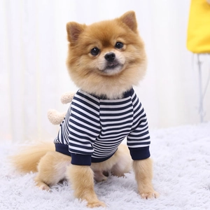 Close-up of blue and white striped dog hoodie with ribbed cuffs on a Pomeranian