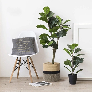 Fiddle leaf fig plants in woven cotton rope and seagrass baskets for home decor