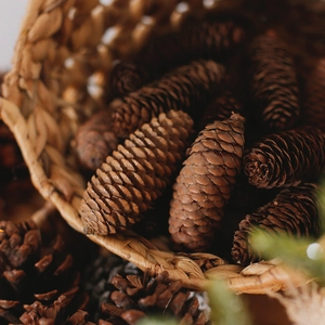 Natural brown pine cones in a woven basket for Christmas DIY crafts and holiday decor