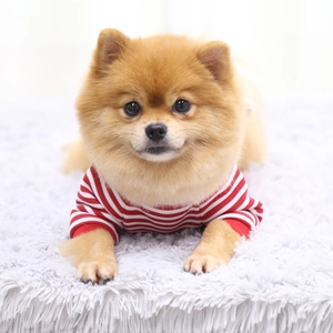 Close-up of red and white striped pet sweater on a small dog over white plush rug