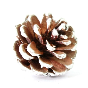 Hanging natural pine cone ornament with white artificial snow tips for Christmas decor