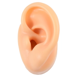 Realistic silicone ear model in skin tone for jewelry display and teaching on white background