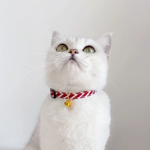 Detail of adjustable pet collar with gold bell and star pendant on a white cat