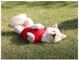 Close-up of a small white dog wearing a red pet t-shirt lying on a lush green lawn