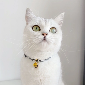 Close-up of white cat wearing a black and white woven collar with a gold bell and star charm