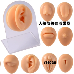 Detailed silicone body part models for piercing practice on transparent display stands