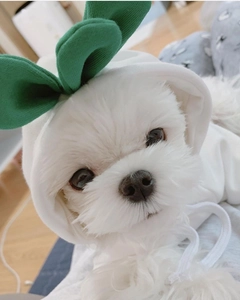 Close-up of white pet hoodie with green bow ears on a Maltese dog, soft knit texture
