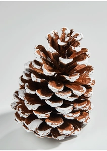 Close-up of natural pine cone ornament with decorative white snow-tipped wooden scales
