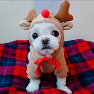Detail of reindeer hoodie for dogs with red pom-pom nose and adjustable drawstring