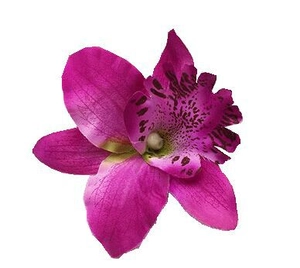 Detailed view of fuchsia orchid hair clip with dark spots for bohemian beach vacations