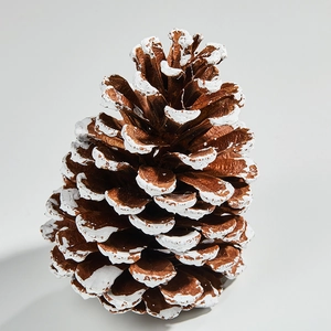 Natural brown pine cone ornament with white frosted snow tips for Christmas tree decoration