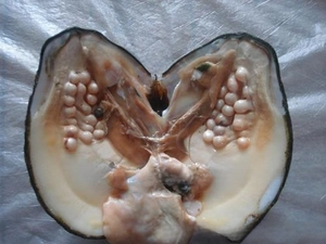 Macro shot of an open oyster shell revealing numerous creamy white natural pearls inside