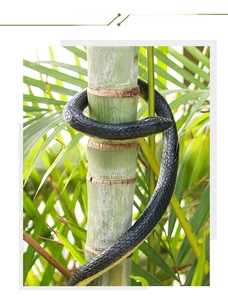 Dettaglio di serpente nero in gomma realistico con trama a scaglie su pianta verde