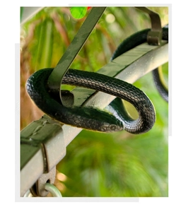 Serpente giocattolo nero realistico in gomma con trama di squame su recinzione