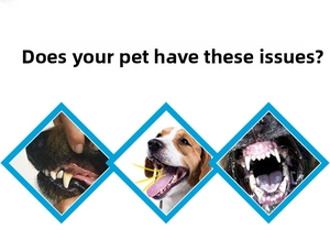 Detail showing dental plaque, bad breath symptoms and oral health issues in dogs