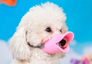 Close-up of pink duck-shaped silicone muzzle on a small dog to prevent biting