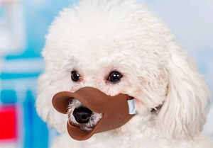 Detail of adjustable brown duck-shaped muzzle on white dog showing safety buckle and nylon strap