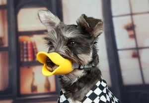 Detail of yellow silicone duck-bill muzzle on a Schnauzer with adjustable grey strap