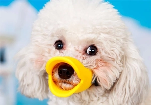 Close-up of yellow duck-billed dog muzzle made of soft silicone on a blue background