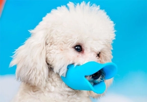Detail view of sky blue duck-shaped silicone muzzle on a white poodle dog for anti-biting