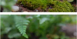 Makroaufnahme von Moos und kleinen Farnen für Miniatur-Landschaftsgarten-Dekoration