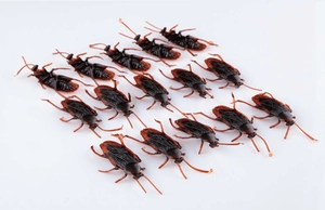Top view of fifteen realistic brown plastic cockroach prank toys on white background