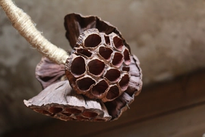 Gros plan de capsules de lotus séchées suspendues à une corde de jute rustique décorative