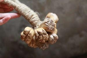 Détail macro de coques de noix séchées naturelles avec attache en corde de chanvre