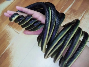 Dettaglio di un bracciale a serpente in gomma realistico avvolto intorno a un braccio