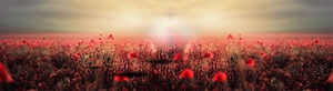 Detailed panoramic view of a vibrant red poppy field landscape under a golden sunset glow