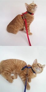 Detail of red and blue nylon pet harness with durable metal D-ring and secure plastic buckle