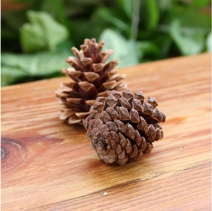 Close-up of natural pine cone texture and wooden scales on a rustic wood surface