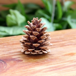 Macro detail of a natural pine cone for Christmas tree decoration on wood texture