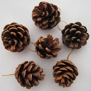 Set of 6 natural pine cone ornaments with gold hanging strings for Christmas decor