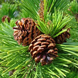 Close-up of natural dried pine cones hanging on tree branch for Christmas decor