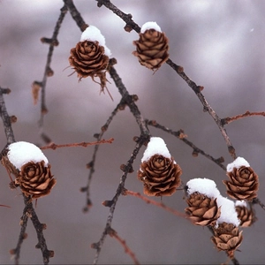 Macro shot of natural pine cones with real snow cover for rustic Christmas decor
