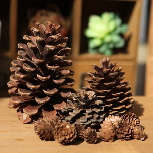Macro view of natural pine cones in various sizes for rustic holiday DIY decorations