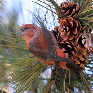 Detailed shot of a bird on pine branches with natural pine cones for DIY decor