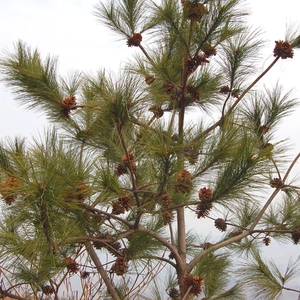 Detailed view of natural pine cones on a branch with lush green pine needles for DIY crafts