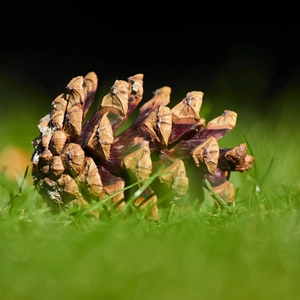 Macro shot of natural pine cone with woody scale textures on green grass background