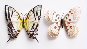 Detail view of 3D yellow and white butterfly wall stickers with realistic wing patterns