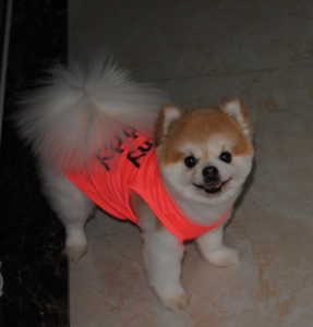 Detail showing fluorescent orange pet vest with KEEP RUN print on breathable fabric