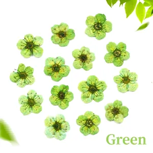 Detailed view of dried narcissus green flowers for DIY crafts and resin nail art decor