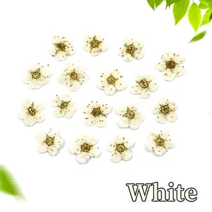 Flat lay of seventeen white dried pressed narcissus flowers with small green leaf accents