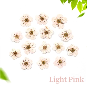 Macro detail of 14 light pink pressed dried narcissus flowers for DIY resin crafts