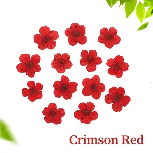 Dried red narcissus flower heads for DIY resin crafts and nail art decoration
